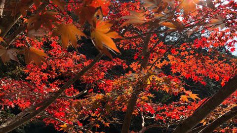 小松寺の紅葉がとても綺麗です ペンションkeiko